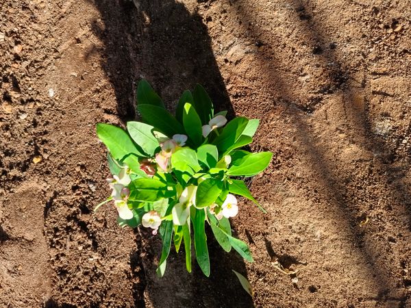 Identificação da planta Euphorbia por foto