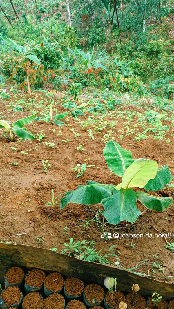 Identificação da planta Bananeira por foto