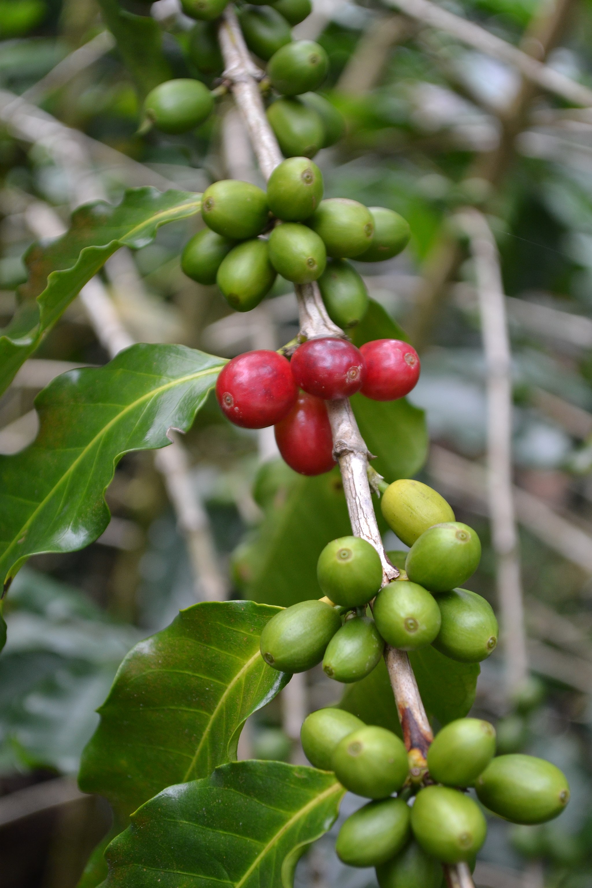 Imagem de Café
