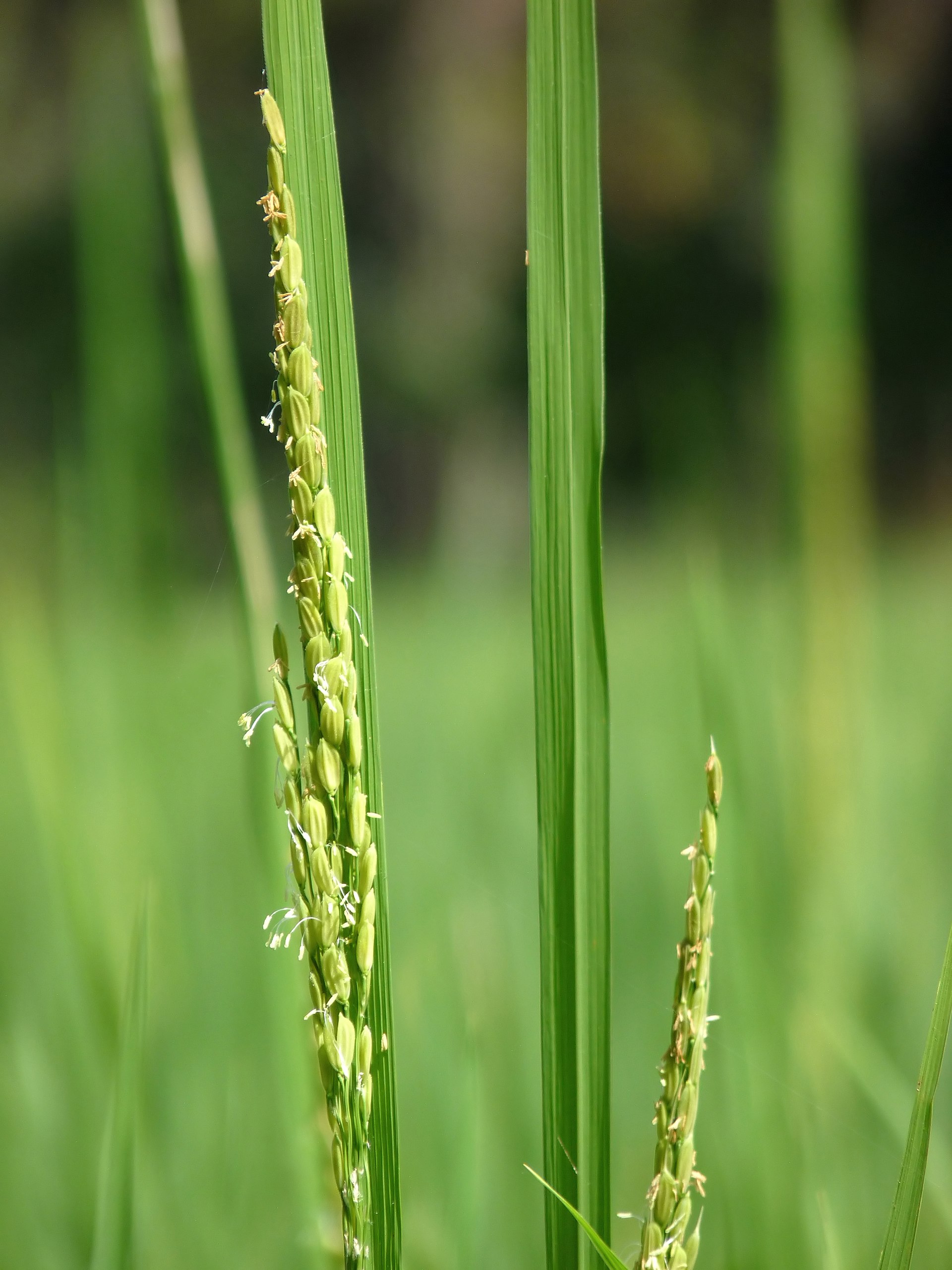 Imagem de Arroz