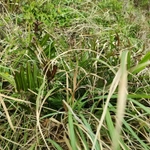 Imagem de samambaia-do-mangue