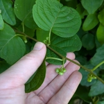Imagem de Kiwi-prateado