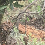 Imagem de Adenia glauca