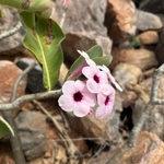 Imagem de Rosa do deserto