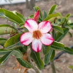Imagem de Rosa do deserto