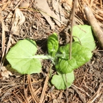 Imagem de Adenocaulon himalaicum