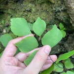 Imagem de Avenca-prateada