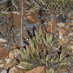 Imagem de Adromischus marianiae