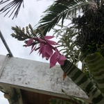 Imagem de Gravatá-tigre