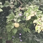 Imagem de Aegle marmelos
