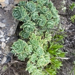 Imagem de Aeonium Catavento