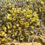 Imagem de Rosa-do-deserto