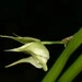 Imagem de Orquídea-aracnídea