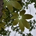 Imagem de Castanheira-da-China