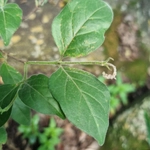 Imagem de Afrocanthium gilfillanii