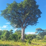 Imagem de Chanfuta