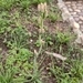 Imagem de Tuberosa