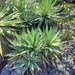Imagem de Sisal