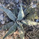 Imagem de Agave-brava