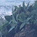 Imagem de Agave-dragão