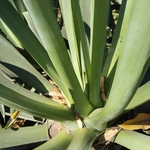 Imagem de Agave-foxtail