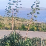 Imagem de Sisal