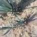 Imagem de Agave-azul