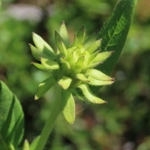 Imagem de Agnorhiza reticulata