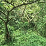 Imagem de Albizia