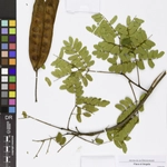 Imagem de Albizia coriaria