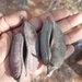Imagem de Albizia masikororum