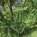 Imagem de Albizia