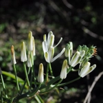 Imagem de Albuca nelsonii