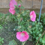 Imagem de Malva-rosa