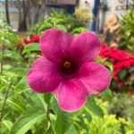 Imagem de Alamanda-roxa