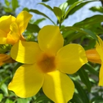 Imagem de Alamanda