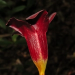 Imagem de Alamanda