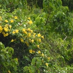 Imagem de Allamanda-anã