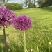 Imagem de Allium giganteum é conhecido como "alho-gigante"