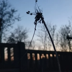 Imagem de alho-de-campo