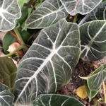 Imagem de Alocasia black