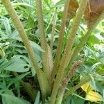 Imagem de Alocasia-amazonica ou Cara-de-Burro
