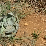 Imagem de Aloe espinhosa