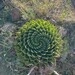 Imagem de Babosa espiral
