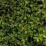 Imagem de Piriquito