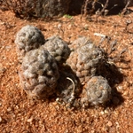 Imagem de Rosa-do-deserto