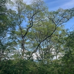 Imagem de Angico