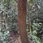Imagem de Angico-preto