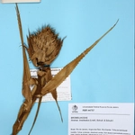 Imagem de Abacaxi-ornamental