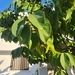 Imagem de Fruta-do-conde